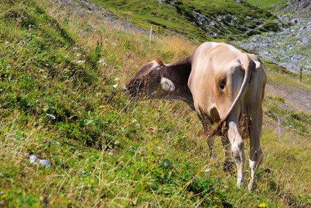 alp cow 17の写真素材