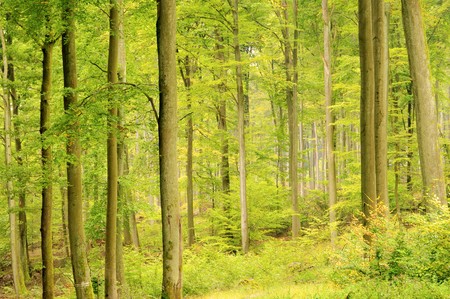 beech forest in fall 