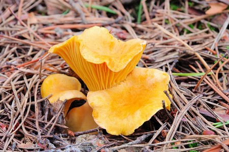 Chanterelle 01