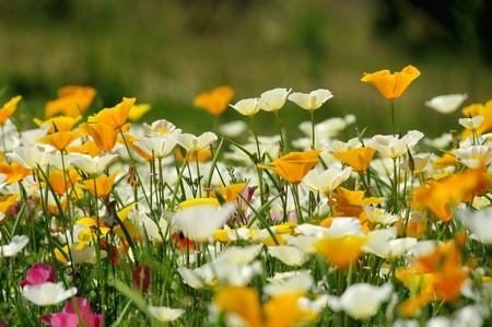 California poppy 31の写真素材