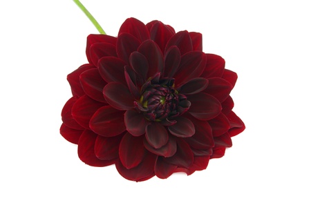 Dahlia isolated 03の写真素材