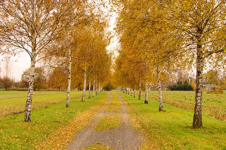 birch tree avenue の写真素材