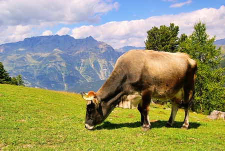 alp cow の写真素材