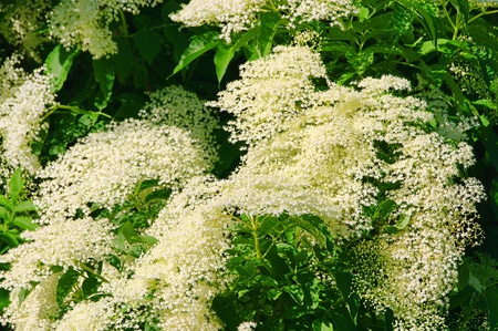  elder, flower