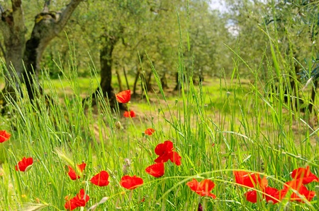 corn poppy in olive grove 03の写真素材