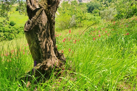 olive treeの写真素材