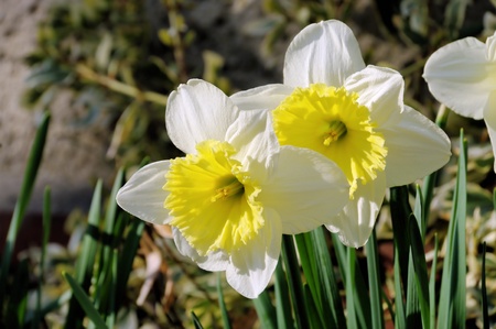 daffodilの写真素材