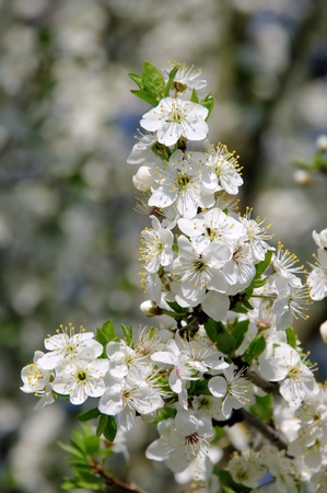  plum blossomの写真素材