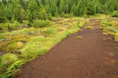 swampの写真素材