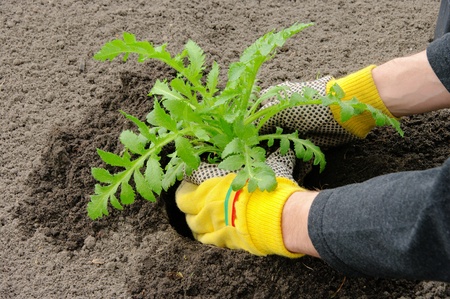 shrub plantingの写真素材