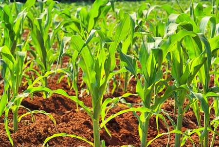 corn field 07