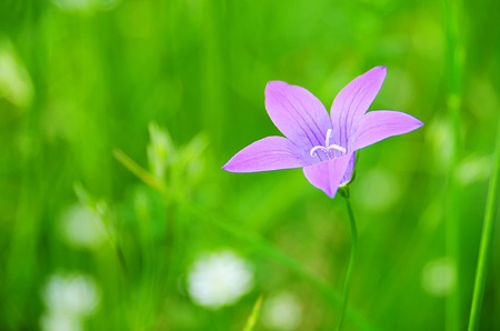 Spreading Bellflower 01の写真素材