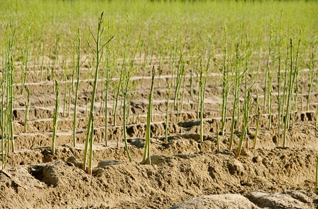 asparagus fieldの写真素材