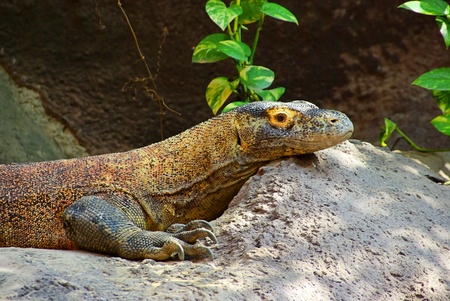 Varanus 