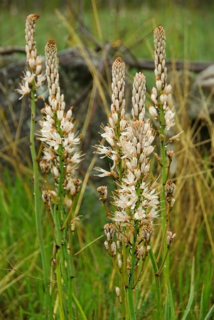 Affodill の写真素材