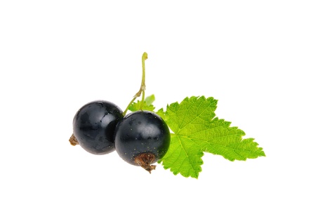 black currant isolatedの写真素材