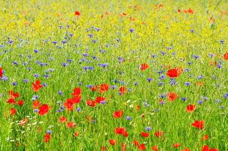 Cornflower 05の写真素材