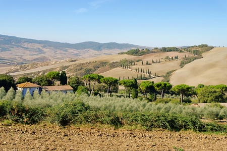 cypress curve in fallのeditorial素材