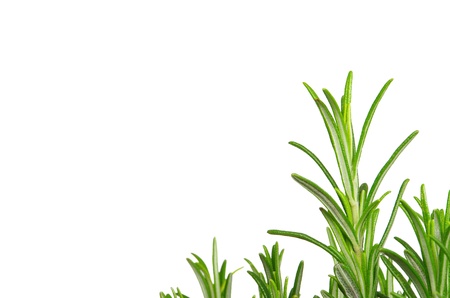 Rosemary isolated 04の写真素材