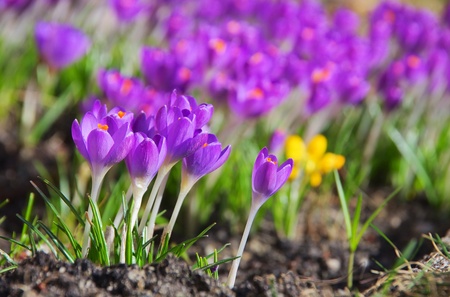 Crocus