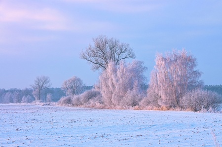 hoarfrost tree の写真素材