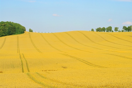 field の写真素材