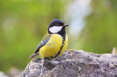 great tit 02