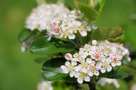 chokeberries flowerの写真素材