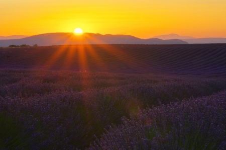 lavender field sunset の写真素材