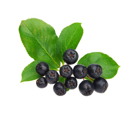 chokeberry 06の写真素材