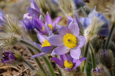 pasque flower