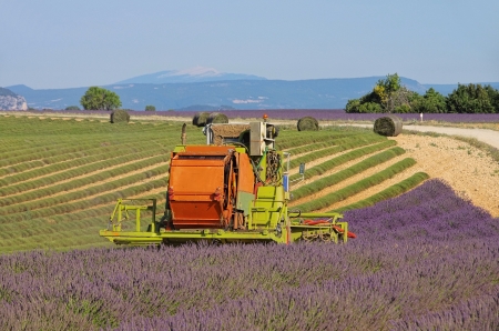 lavender field harvestの写真素材