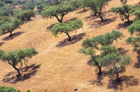 Dehesa の写真素材