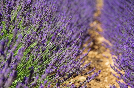 lavender 73の写真素材