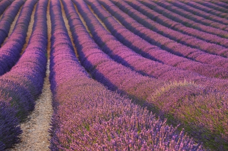 lavender fieldの写真素材