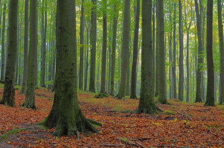 beech forest in fog 01の写真素材