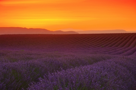 lavender field sunset 03の写真素材