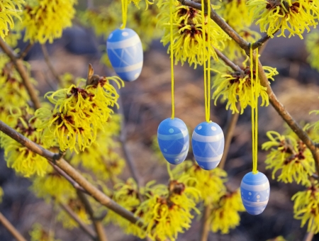 hamamelis shrub in easter time 10
