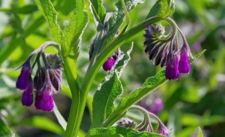 Comfrey の写真素材