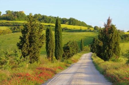Tuscany cypress trees with trackの写真素材