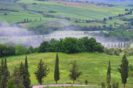 Tuscany cypress trees with track の写真素材