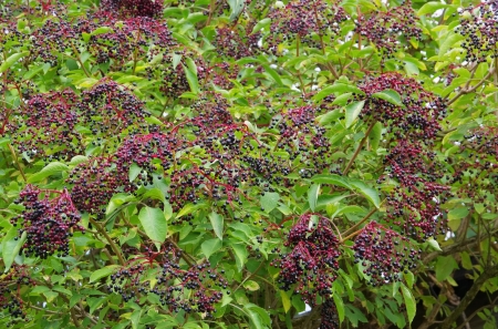 elder 