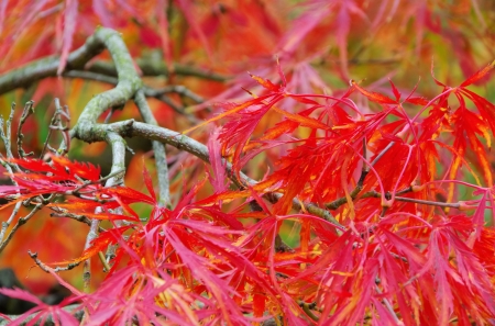 Acer palmatum 
