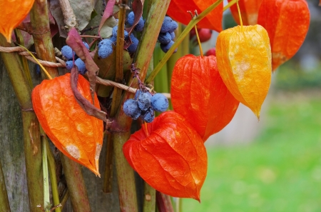 deco in fall の写真素材