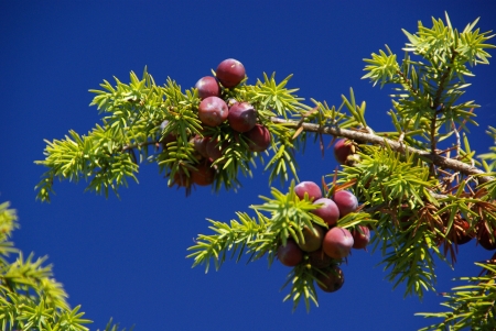 juniper の写真素材