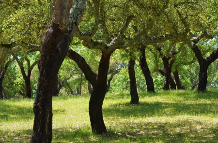cork oak の写真素材