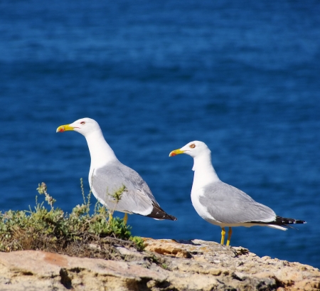 gull の写真素材