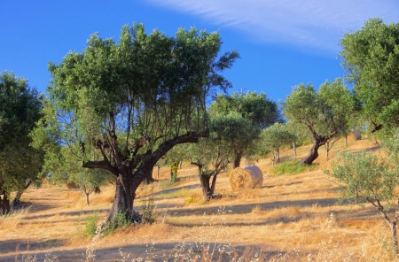 olive grove in Calabria の写真素材