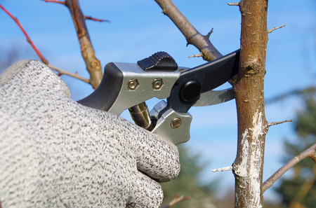 tree cutting