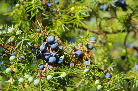 juniper 